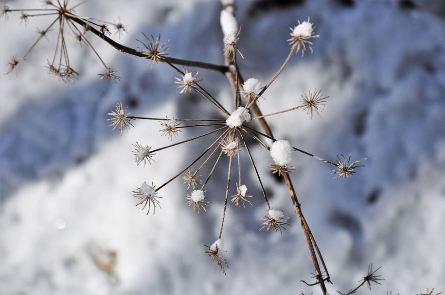 Winter_6