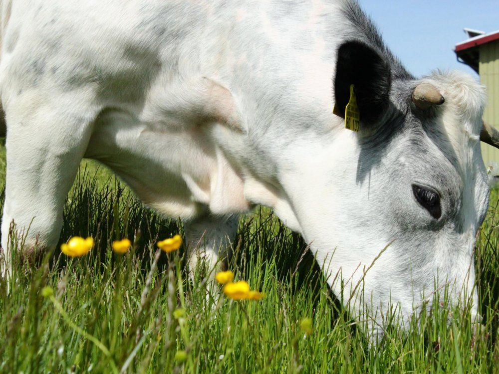 glcklichgrasendetiere