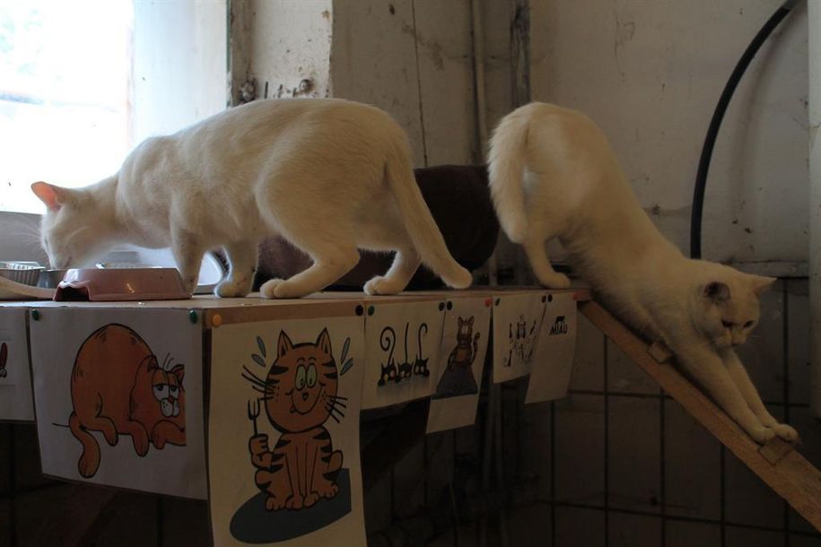 Miau