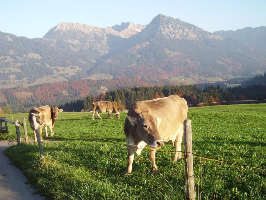Kühe