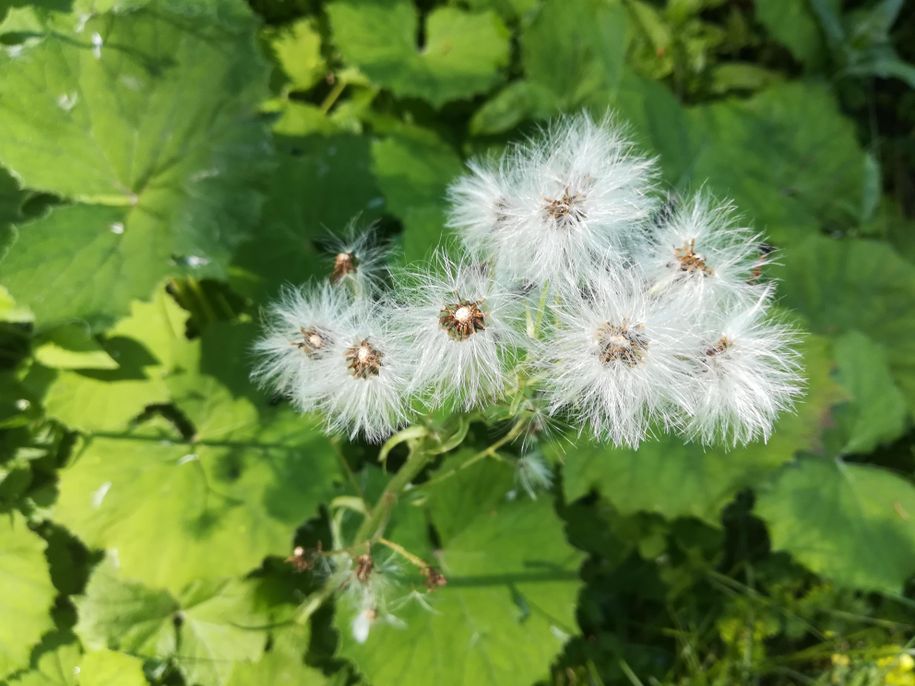 weisse Pestwurz
