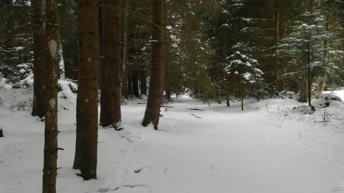 Zugefrorener Bach im Moor