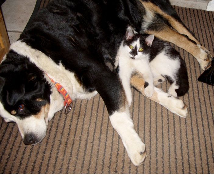 Unser Haus- und Hofhund mit seiner Lieblingskatze