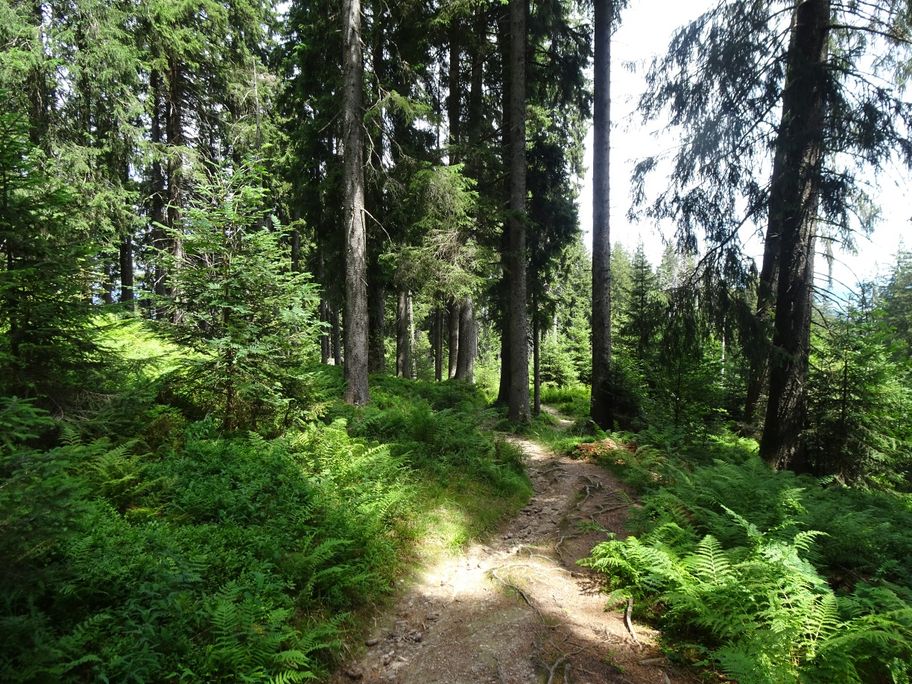 Abstieg durch den Wald