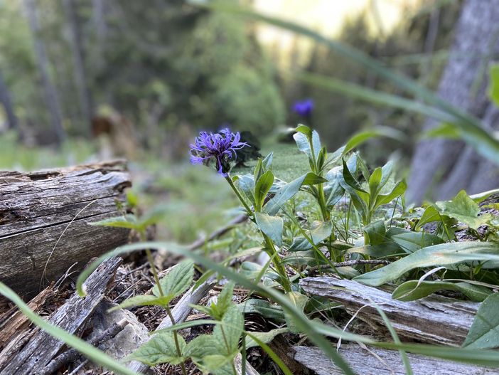 Blumen