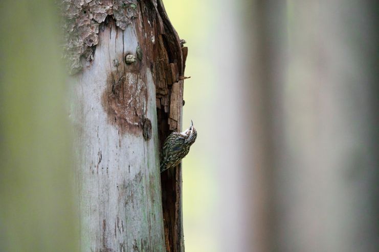 Vortrag_Die verborgenen Schätze des Naturparks_Theresa Hilber