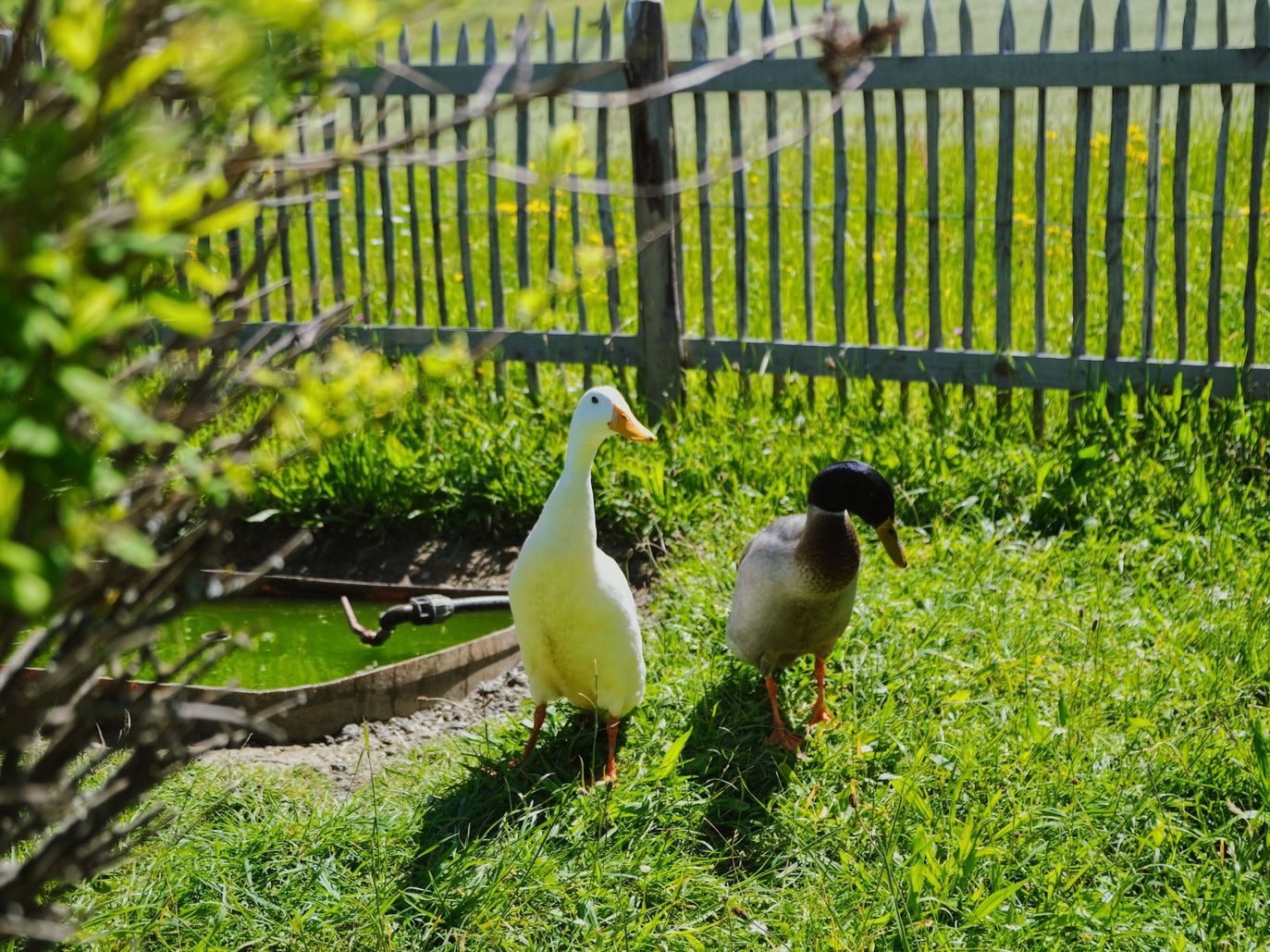 Enten
