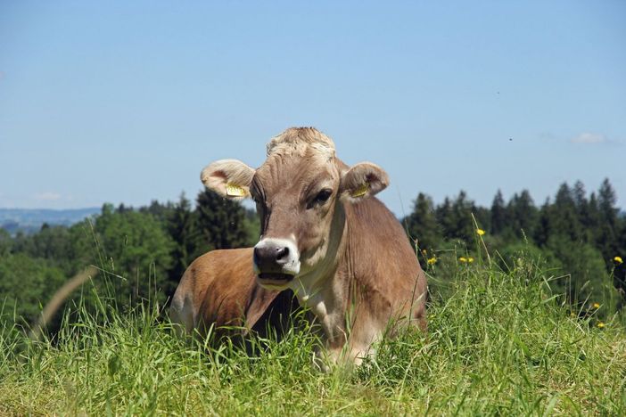 Allgäuer Milchproduzent bei der Arbeit
