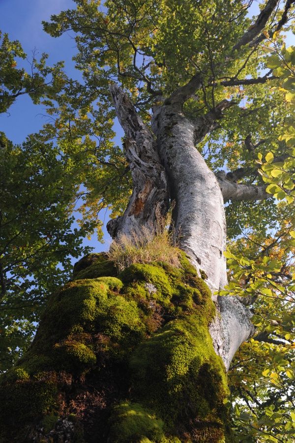 Die Baumveteranen von Oberstaufen-Steibis - Auf den Spuren alter Bäume