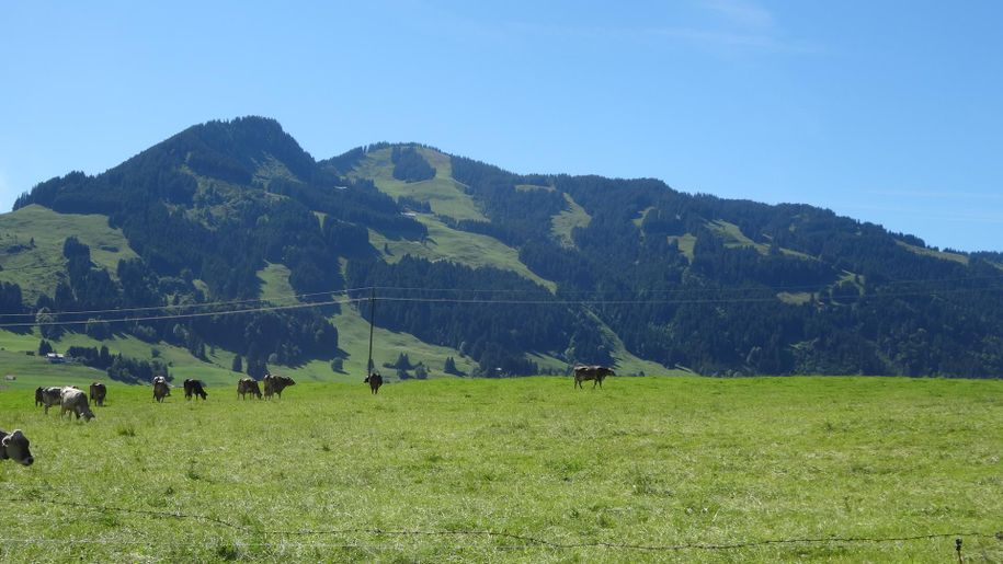 Blick Hörnerkette mit Kühe