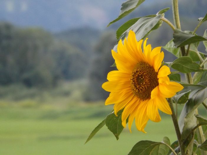 Sonnenblume