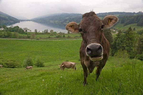 Alpseerunde – Wanderung um den größten Natursee des Allgäus
