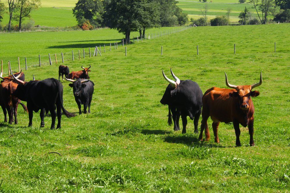 Urochsen am Wanderweg