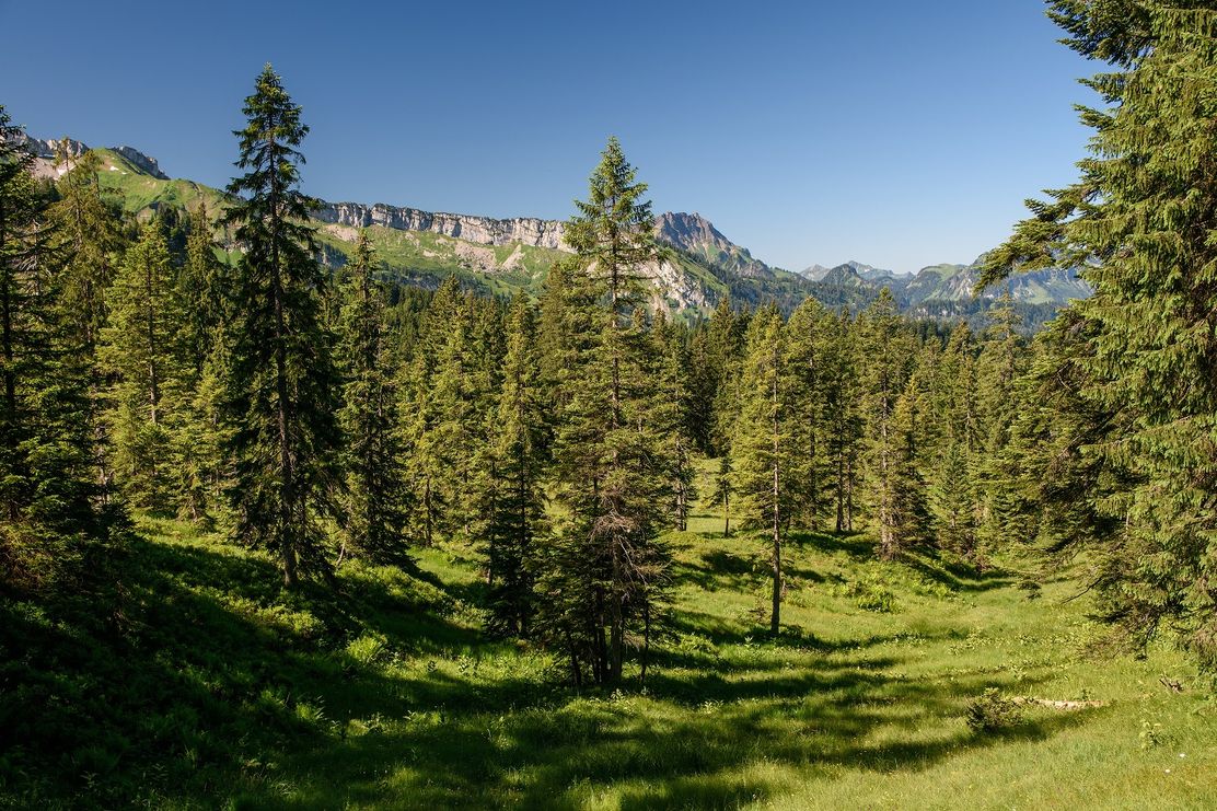 Vortrag_Lebensraum Wald_Rolf Eberhardt_klein