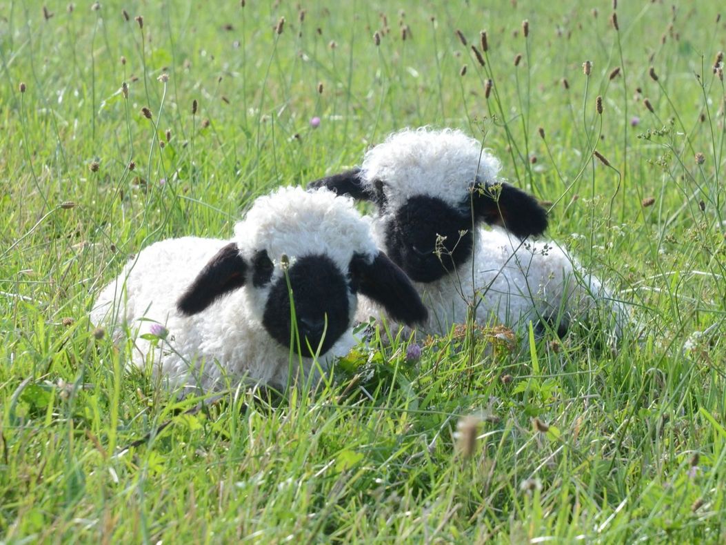 Tiere am Hof Lämmchen, Ziegen, Schafe,...