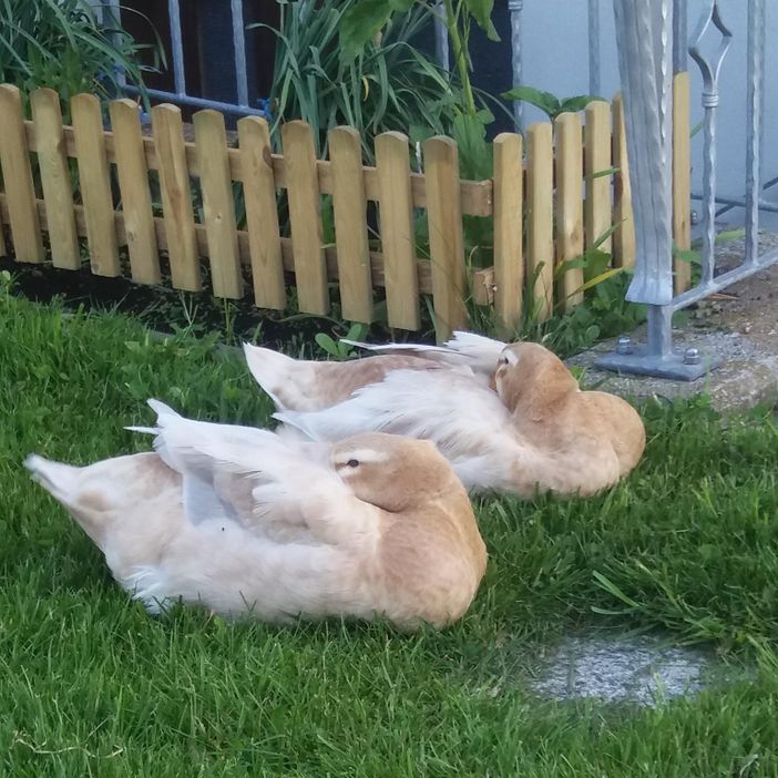 Enten