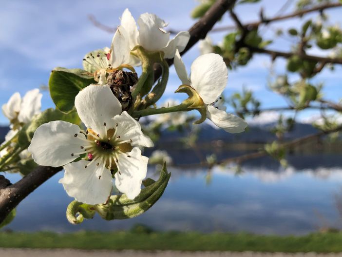 fruehling_hopfensee_HE