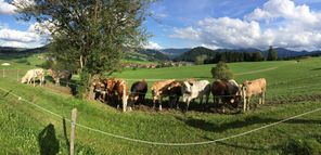 Unsere Rinder mit Ausblick auf die Berge