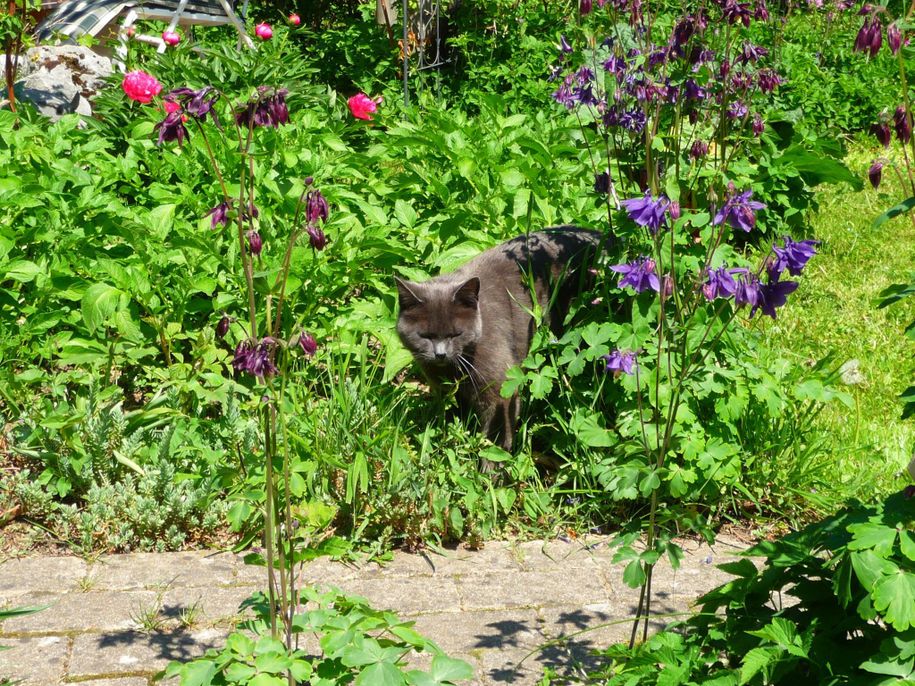 Unsere Hauskatze Luna