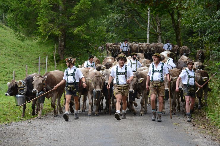 Almabtrieb durch das Steigbachtal