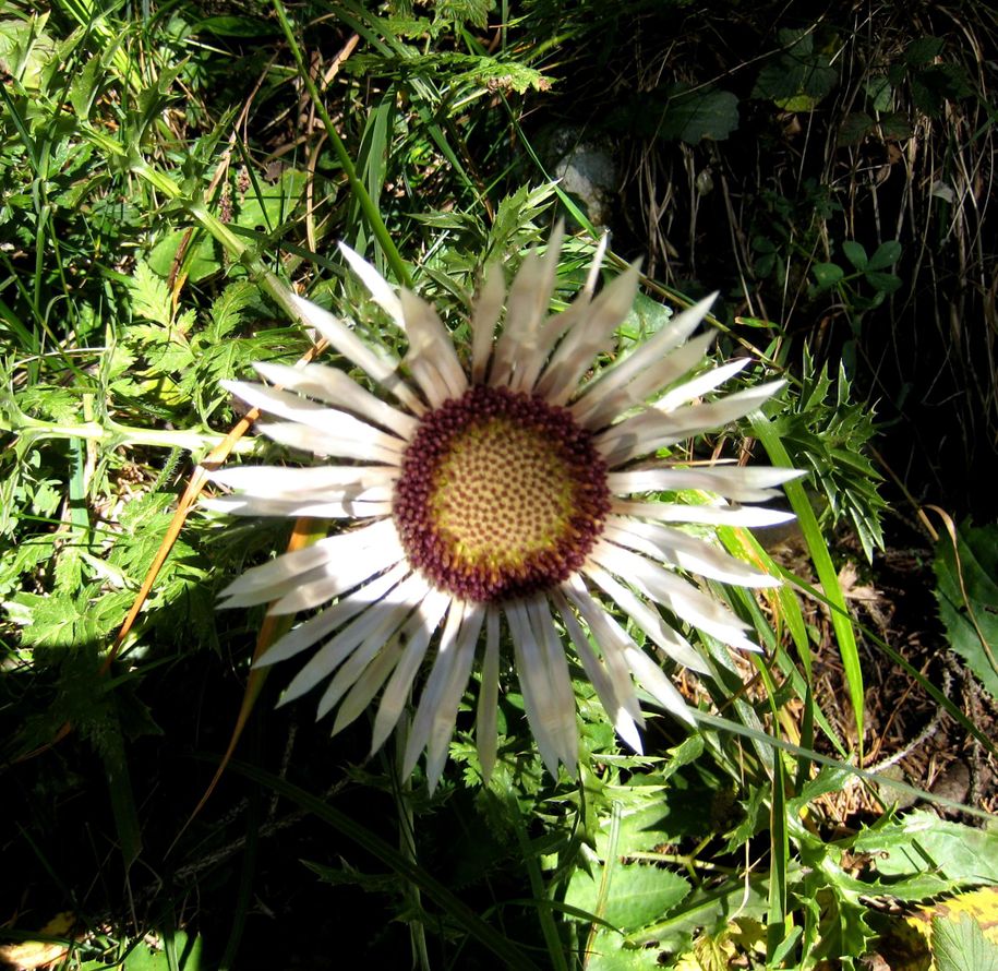 Silberdistel