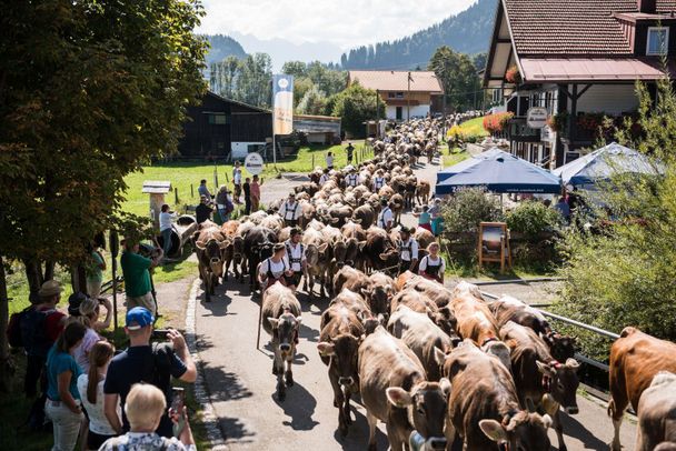 Der Viehscheid verläuft quer durch das Dorf.