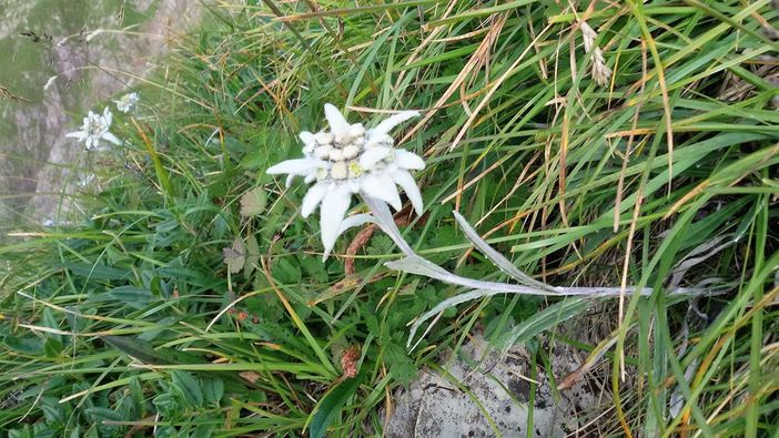 Edelweiss an der Höfats