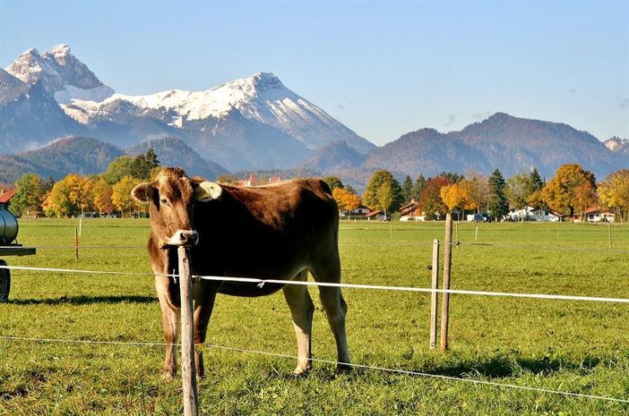 Rinder sind im Sommer auf der Alpe