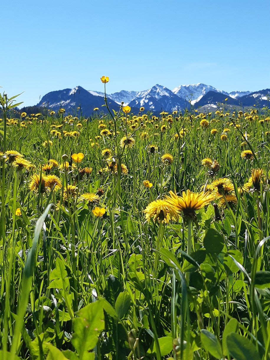 Frühlingserwachen im Allgäu