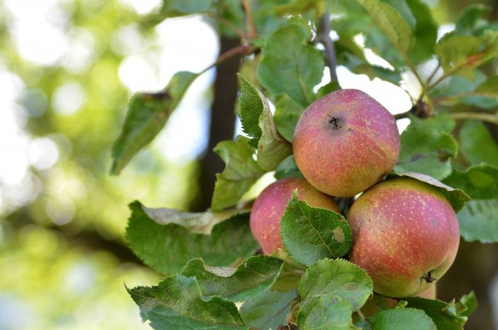 Äpfel am Baum