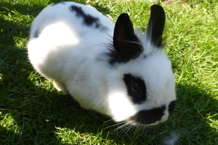 Hase Leni