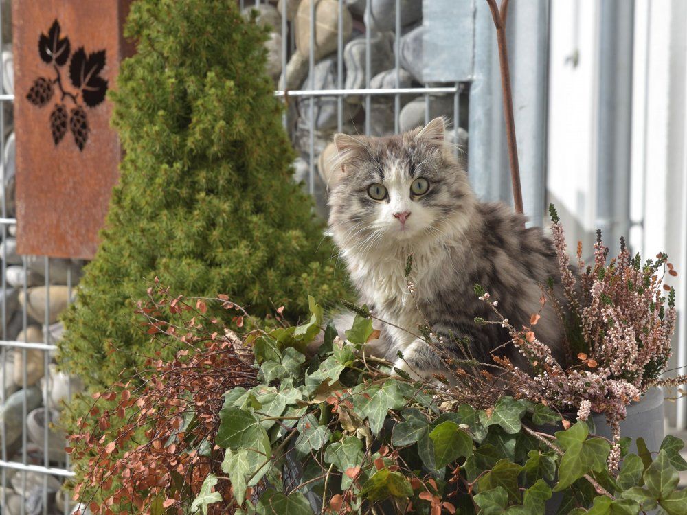 Unser Kater Hugo freut sich auf Streicheleinheiten