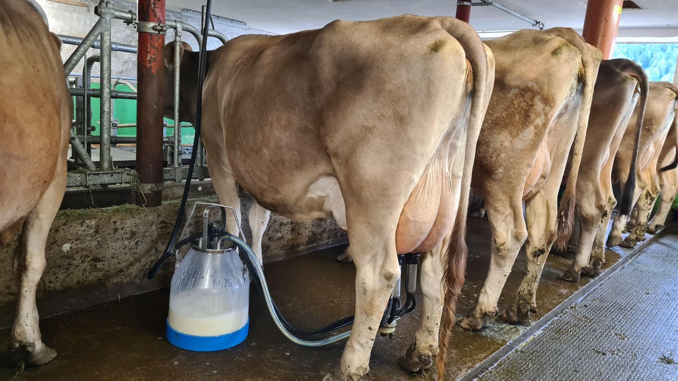 Kühe melken