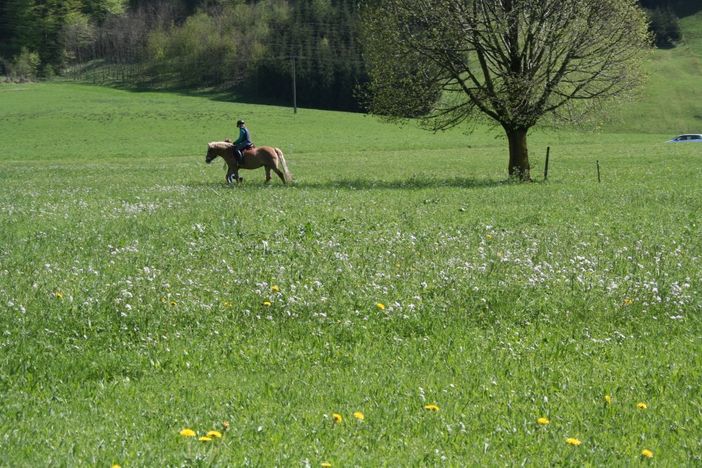 Reiterhof in Ratholz