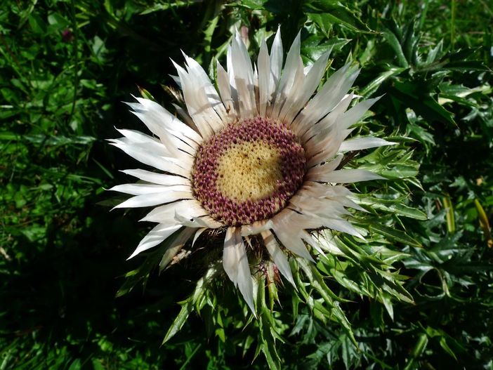 Silberdistel