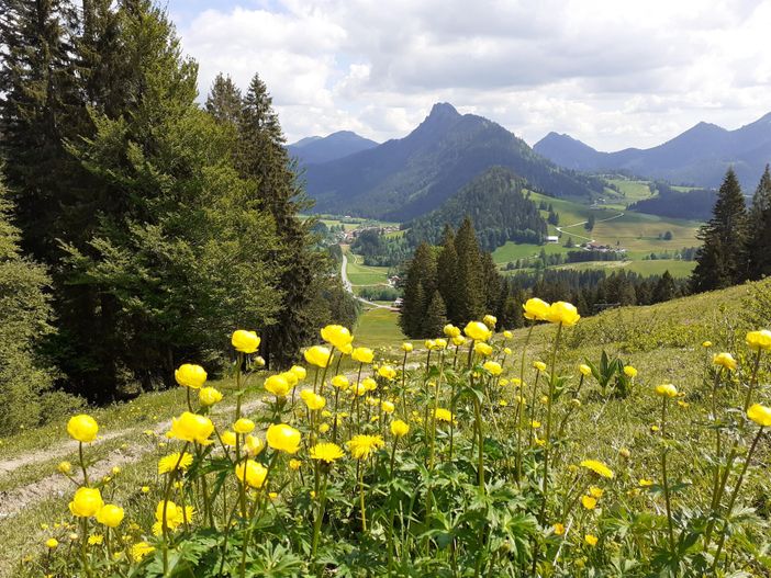 Trollblumen