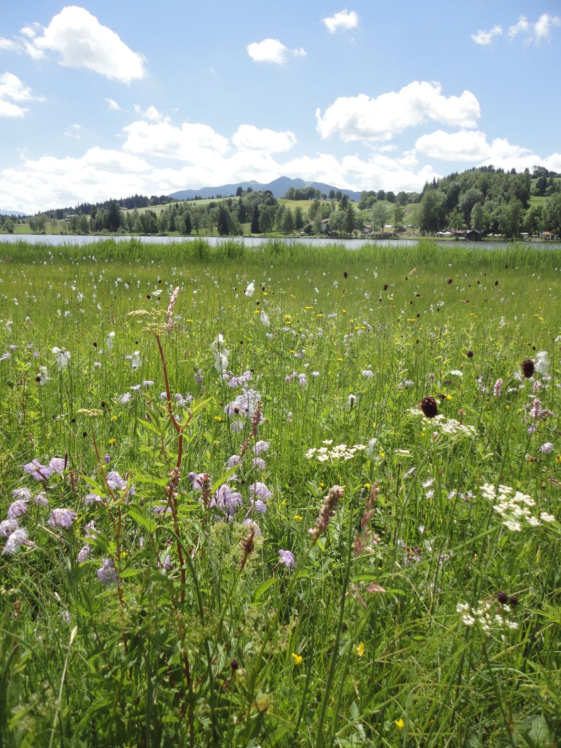 Kräuterschätze_Petra-Bischoff_Wiese