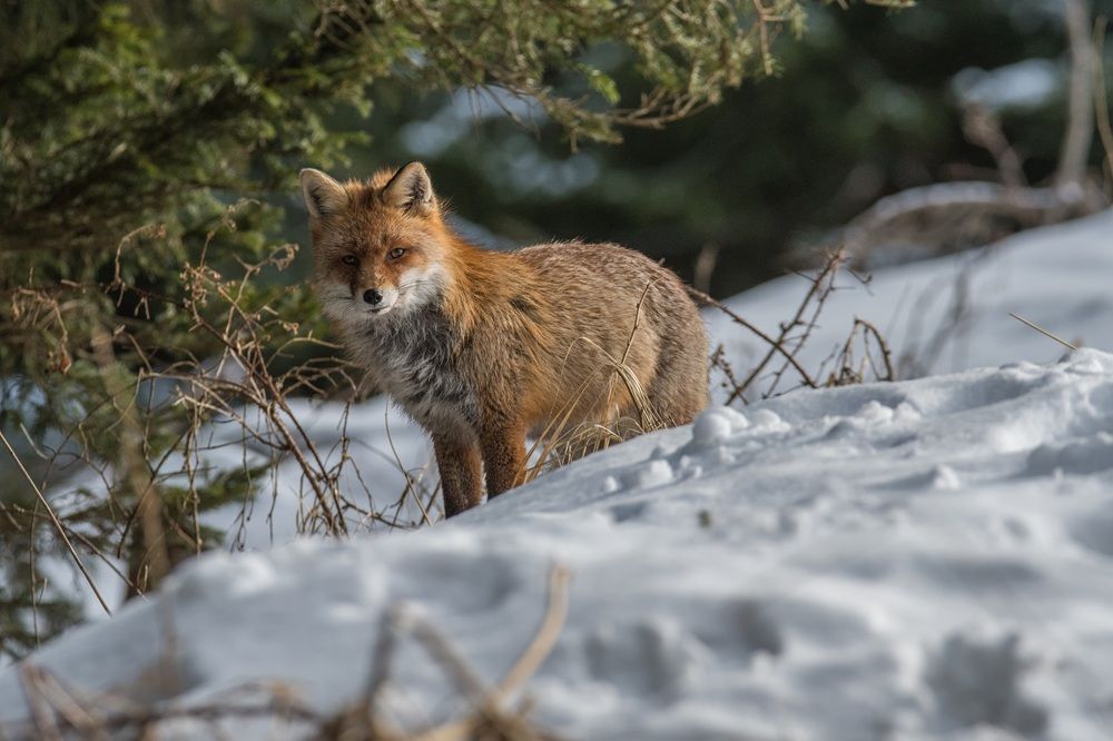 Mit dem Ranger unterwegs_Fuchs_Rolf Eberhardt