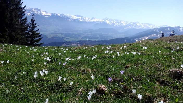 Die Krokusblüte