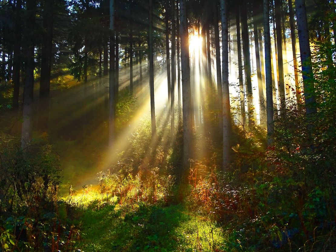 Sonnenlicht dringt durch den dichten Wald