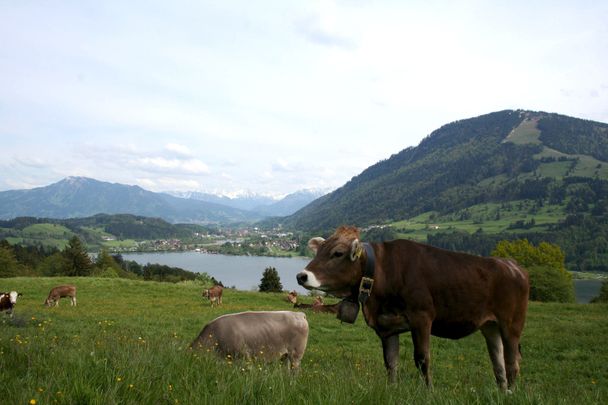 Blick auf den Großen Alpsee