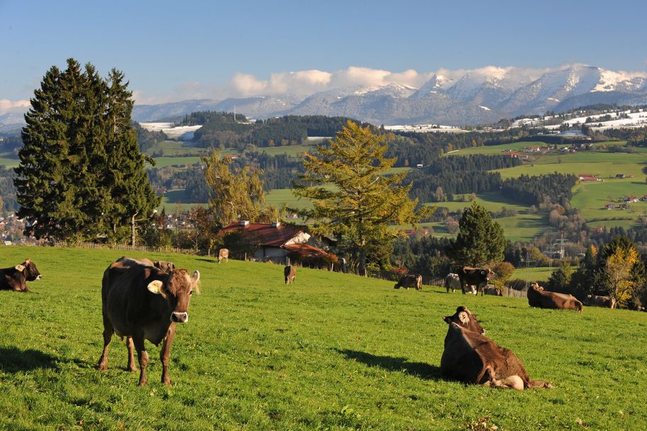 Blick auf Nagelfluhkette, Hochgrat, Rindalphorn, Braunvieh und Weiler von Alpenstraße