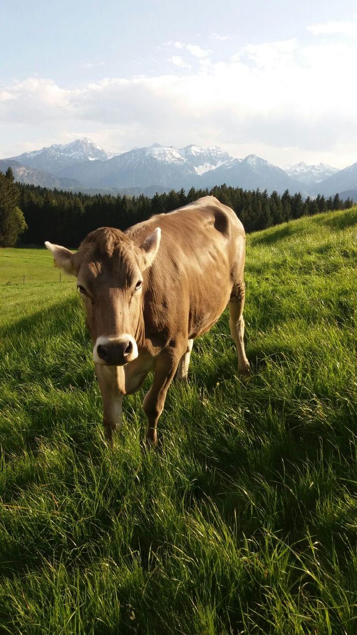 glücklicher Schumpen auf der Weide