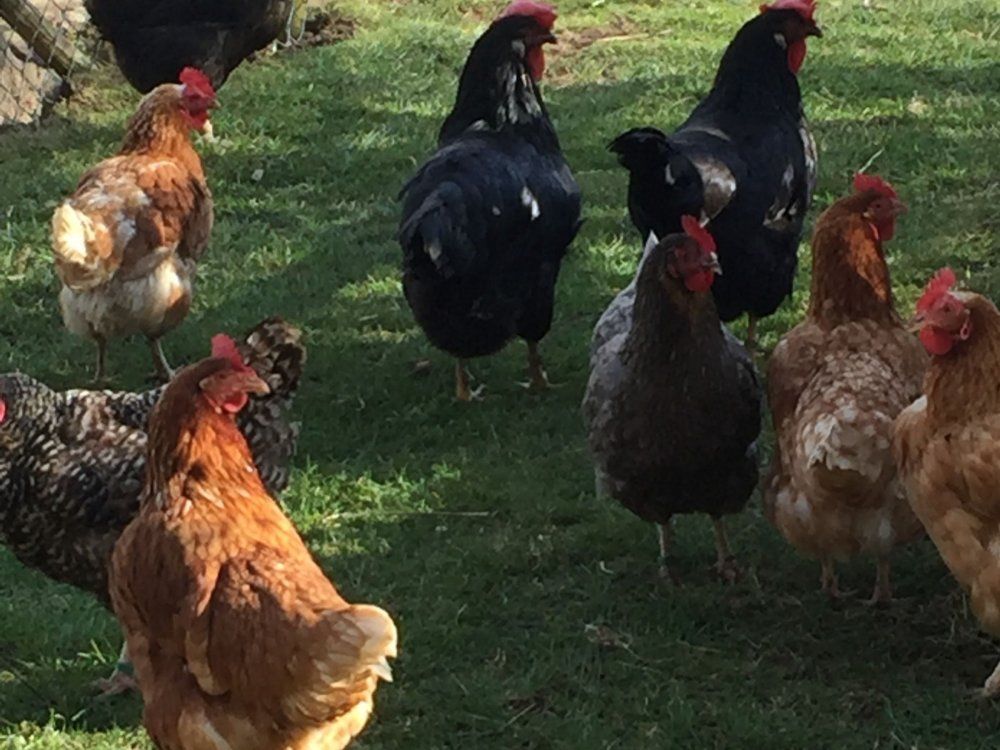 Unsere bunte Hühnerschar