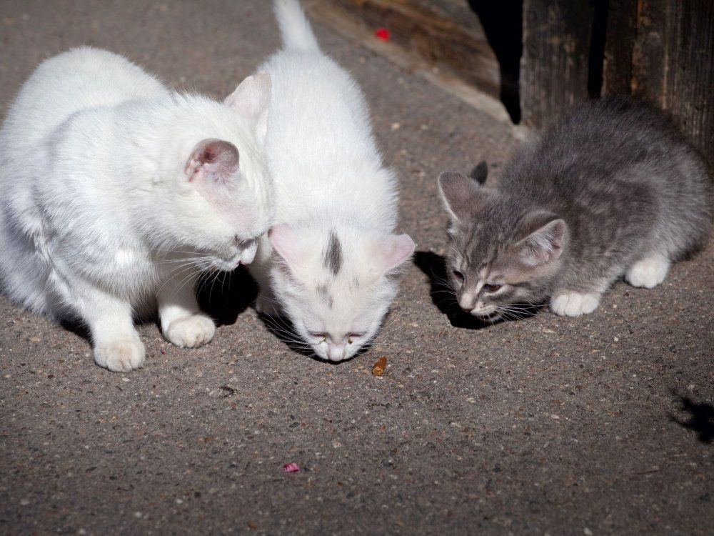 Katzenbabys am Hof
