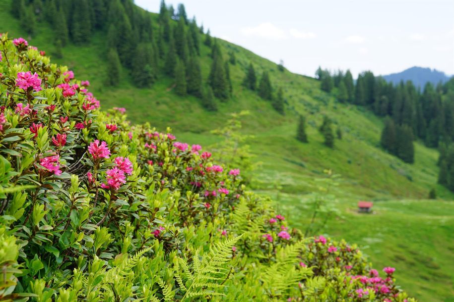 Alpenrosenblüte