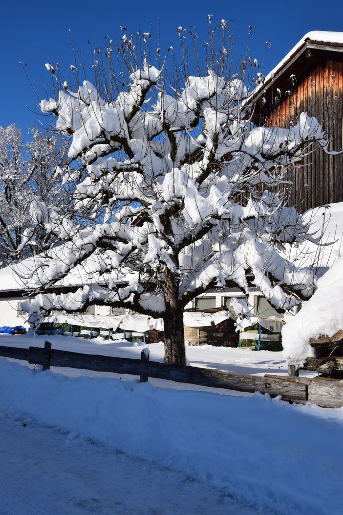 Schneevergnügen im großen Garten