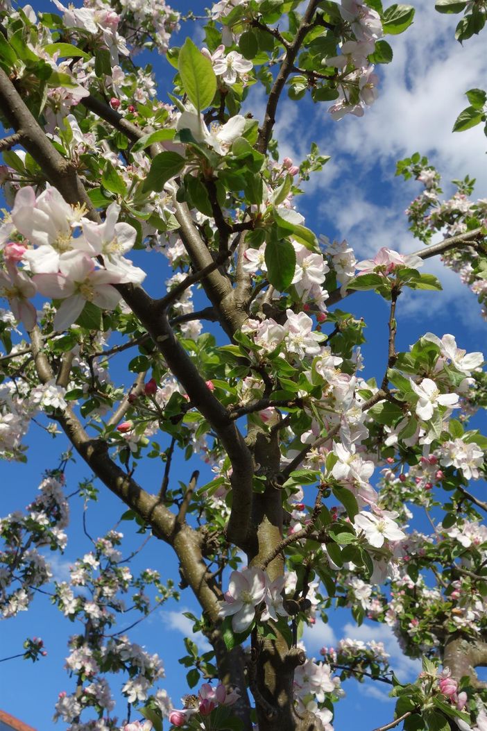 Apfelblüte