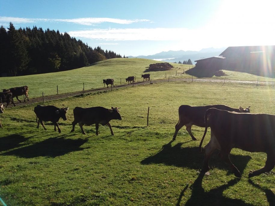 Austreiben im Spätherbst