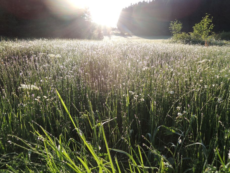 Moorlandschaft im Schlettermoos